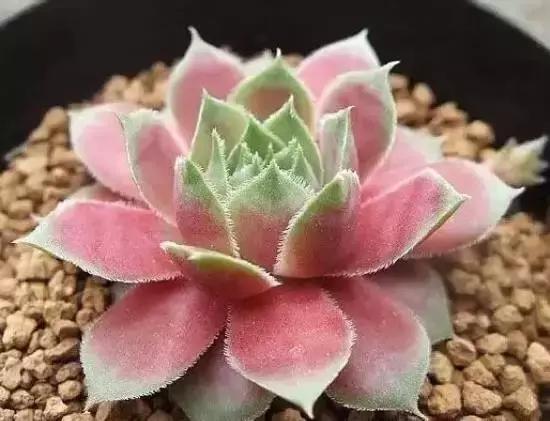 270种常见多肉图谱,270种常见多肉盆景