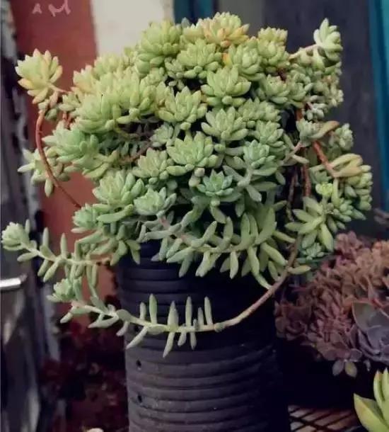 270种常见多肉图谱,270种常见多肉盆景