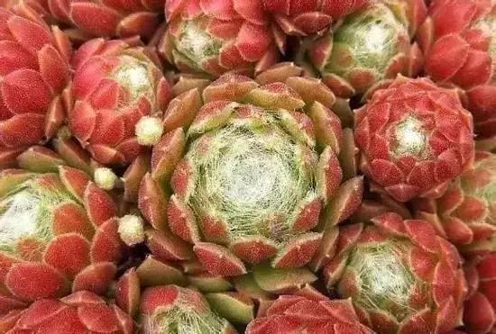 270种常见多肉图谱,270种常见多肉盆景