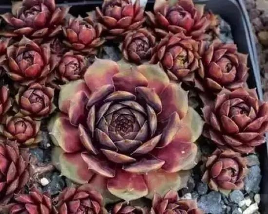 270种常见多肉图谱,270种常见多肉盆景