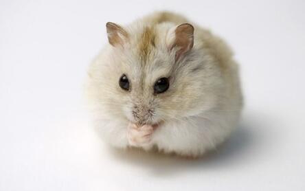 面包虫干的有营养还是活的有营养,面包虫是仓鼠的零食吗