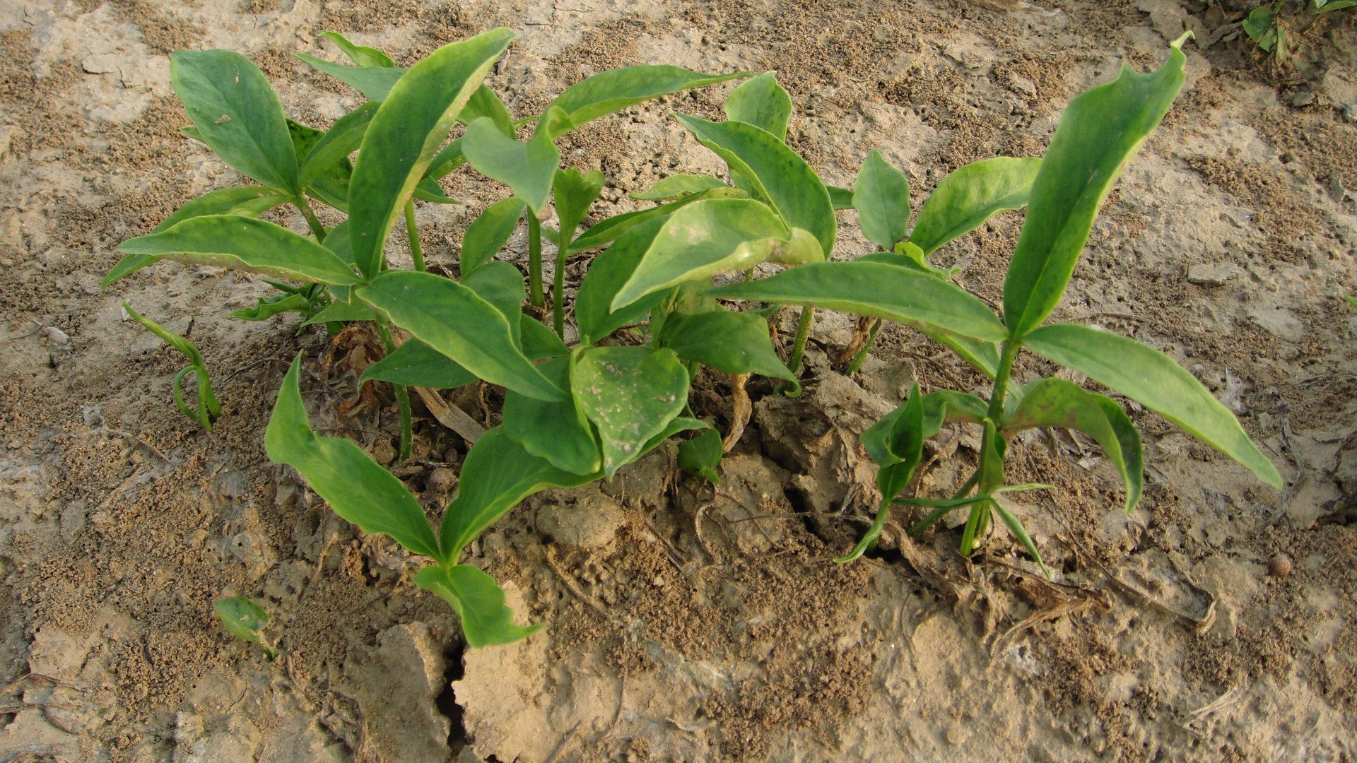 春耕购种要关注什么,春耕买农资关注什么