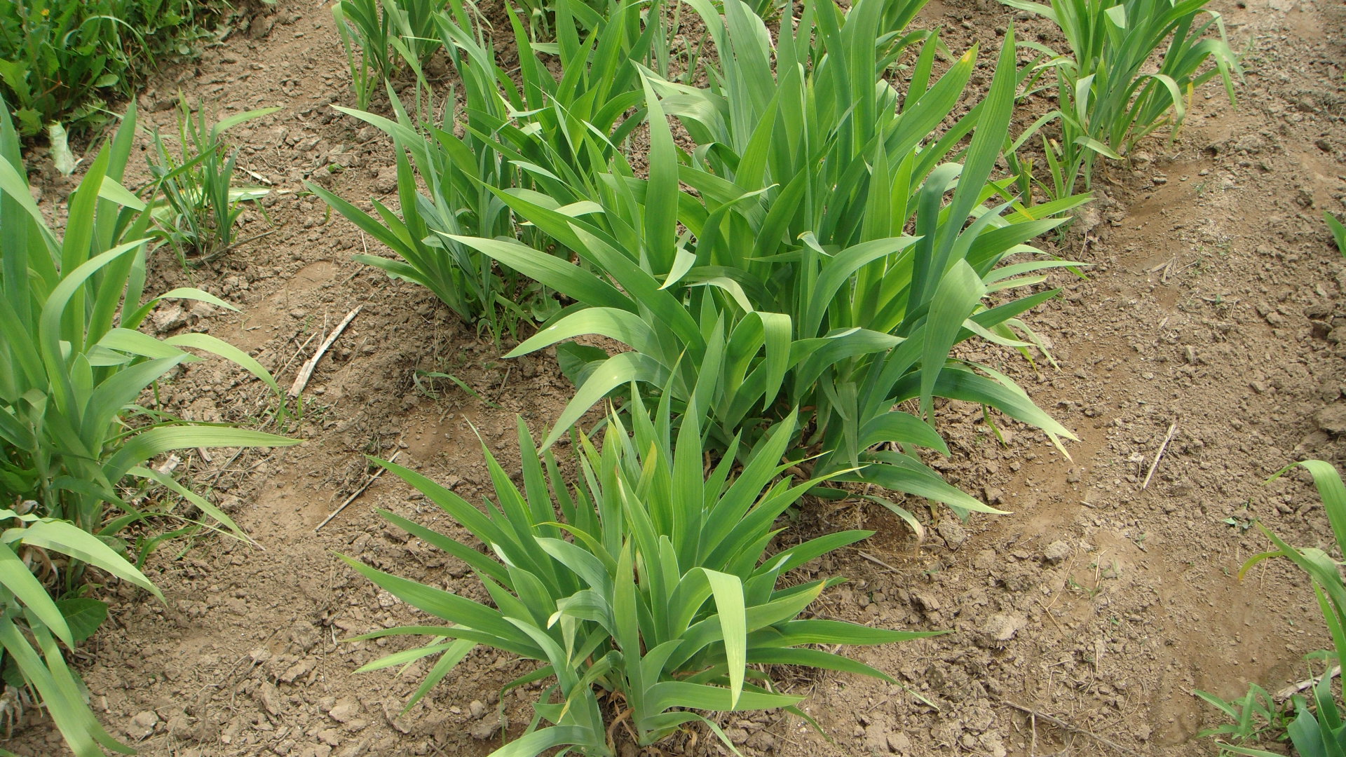 春耕购种要关注什么,春耕买农资关注什么