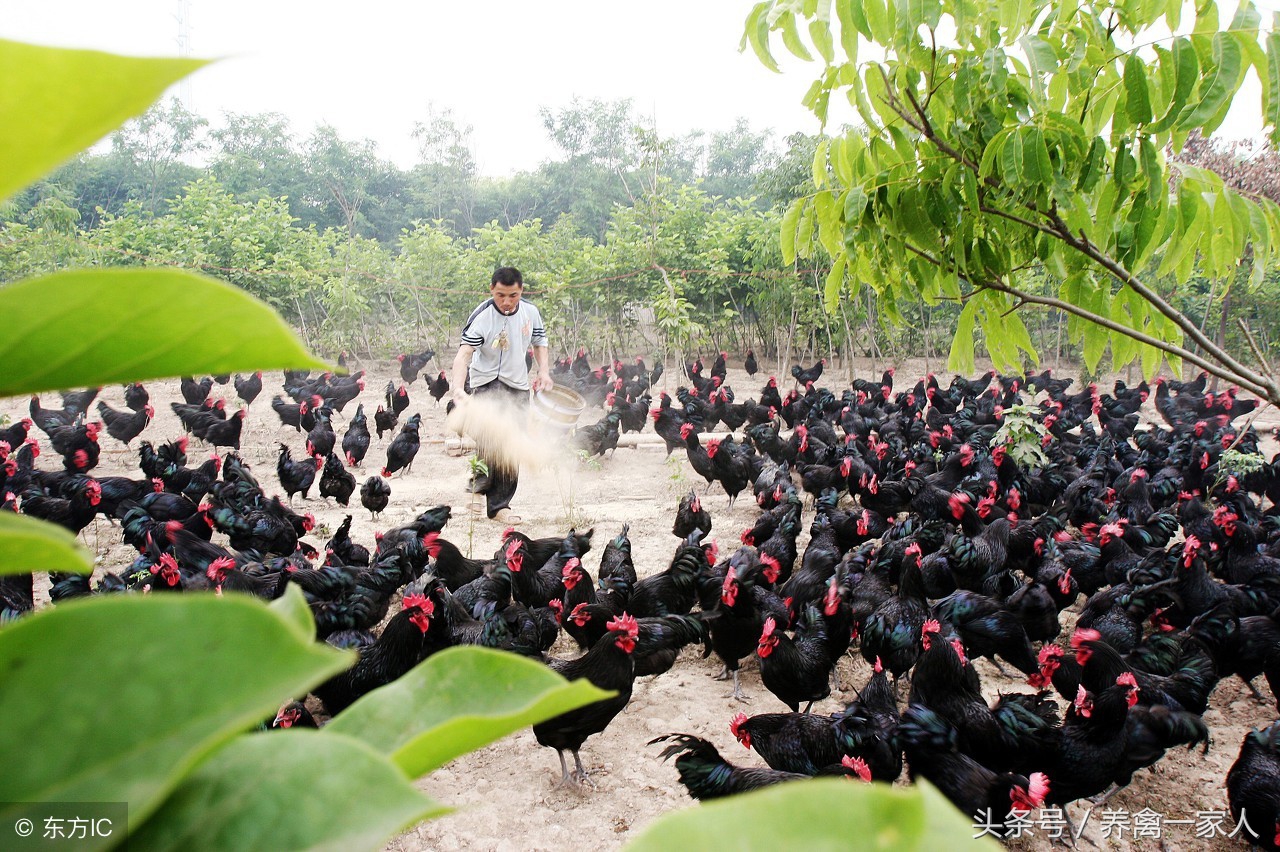 养鸡秘诀养鸡小技巧,养鸡技巧大蒜喂鸡的好处