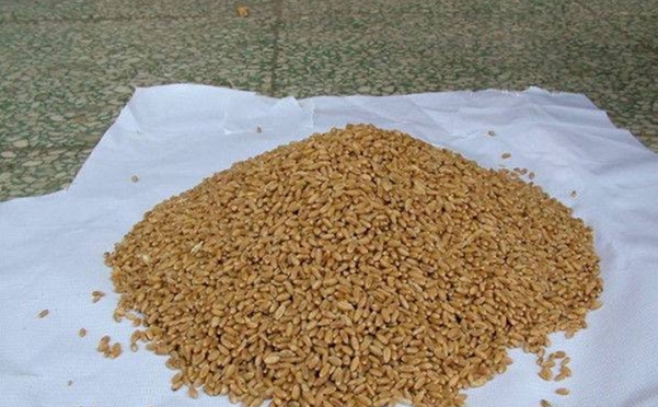 鲤鱼不吃饵的解决方法,野钓鲤鱼为什么不吃商品饵