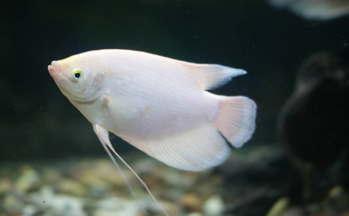 招财鱼怎么饲养视频,招财鱼地图鱼饲养