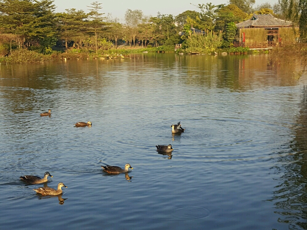 海珠湖国家湿地公园门票,海珠湖国家湿地公园西门