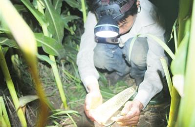 蟋蟀的捕捉方法附栖息场所,蟋蟀到哪里捕捉