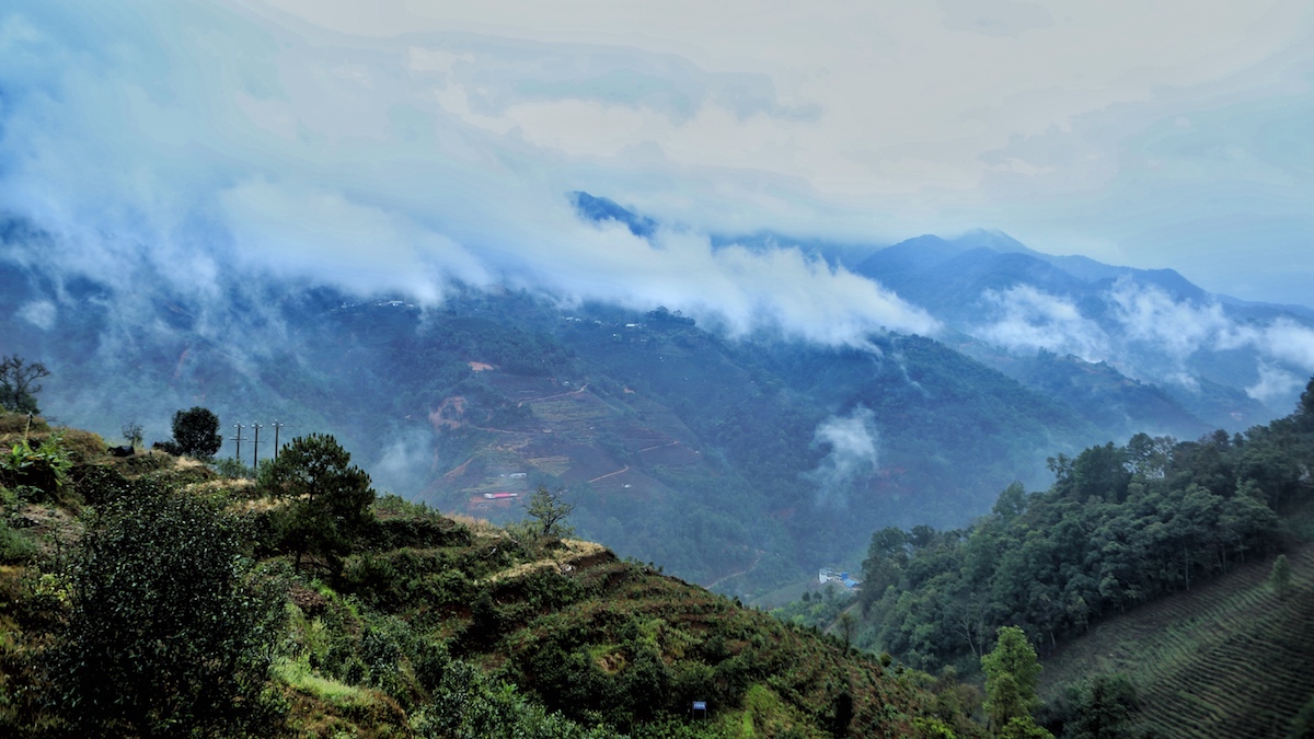 如何鉴别普洱茶的古树和台地茶,90年代末易武乔木古树普洱茶