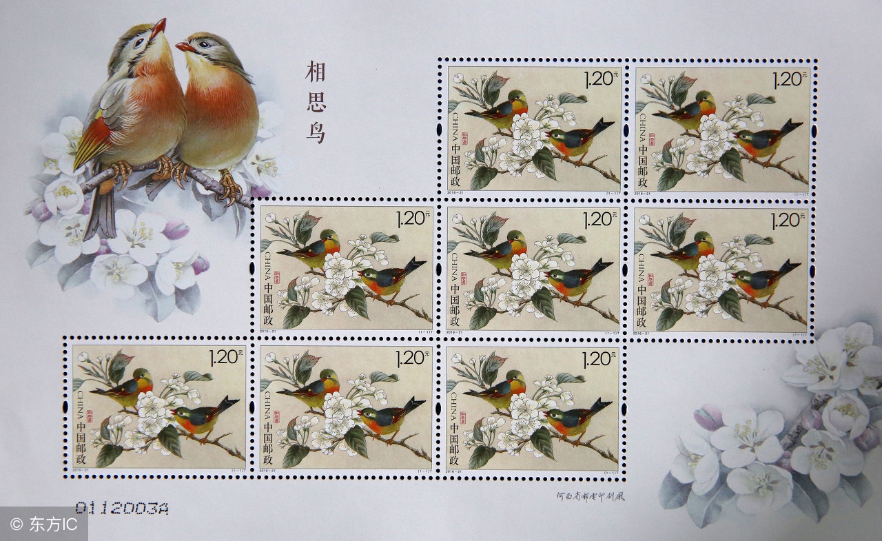 如何饲养相思鸟掌握好4点轻松养好相思鸟