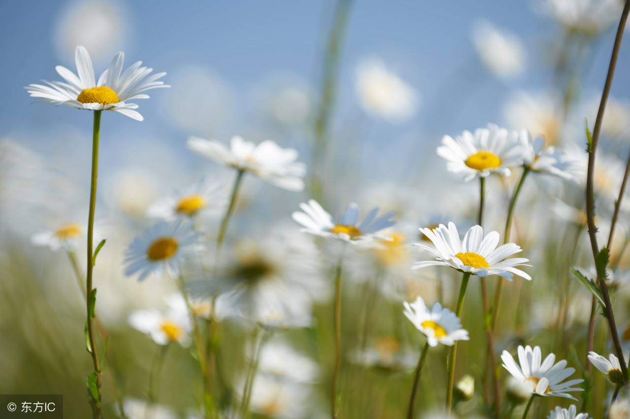 说一声珍爱道一声晚安美文,单身女励志晚安发圈美文