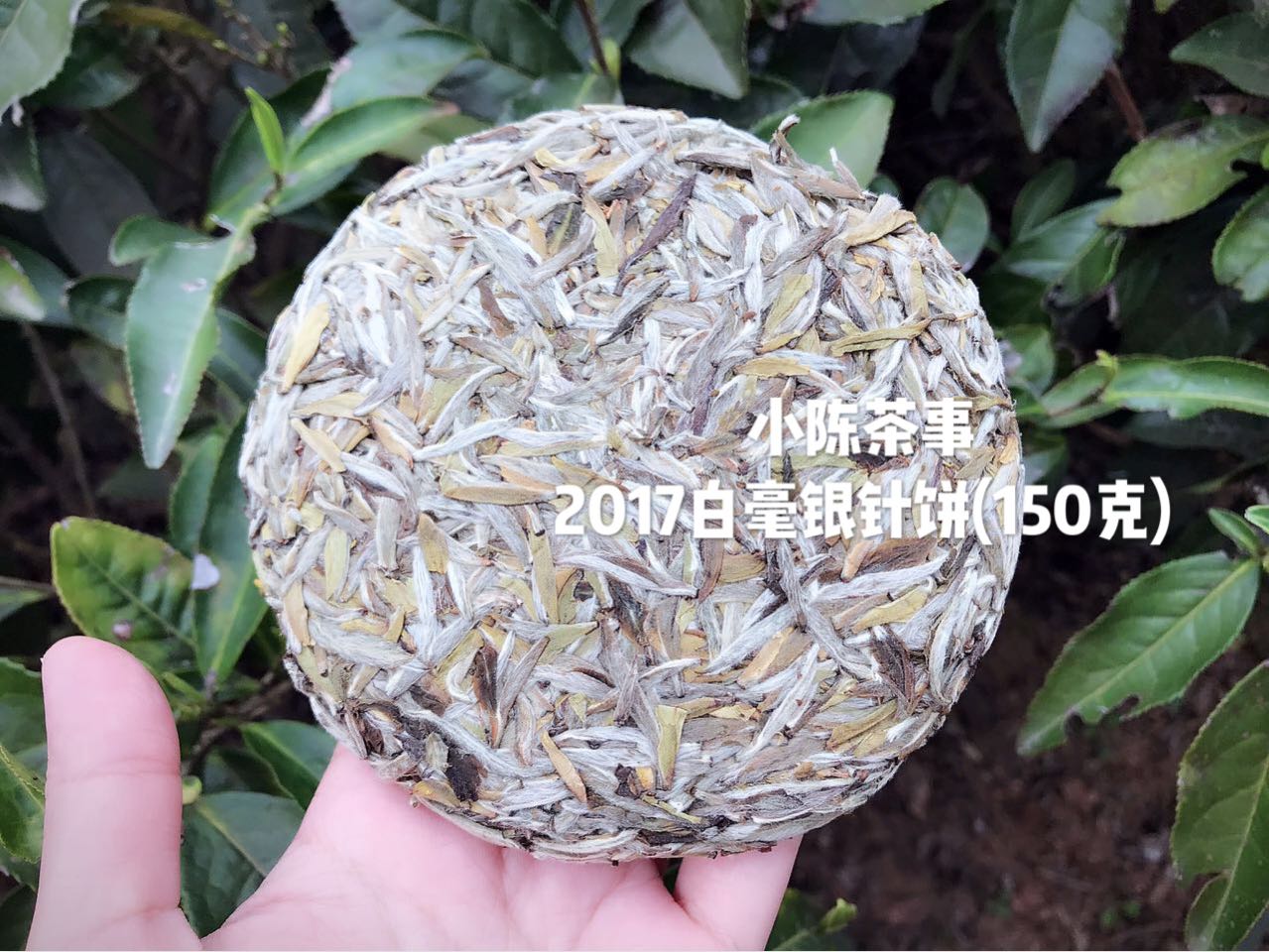 白茶散茶还是茶饼最有收藏价值,白茶茶饼和散茶哪一款值得收