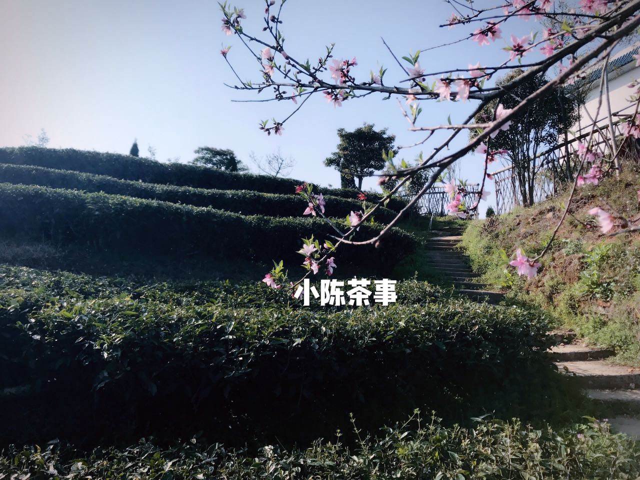 白茶散茶还是茶饼最有收藏价值,白茶茶饼和散茶哪一款值得收