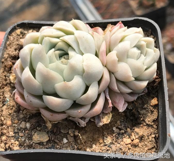 烟灰水浇花的关注事项,用烟头泡水能防治病虫害吗