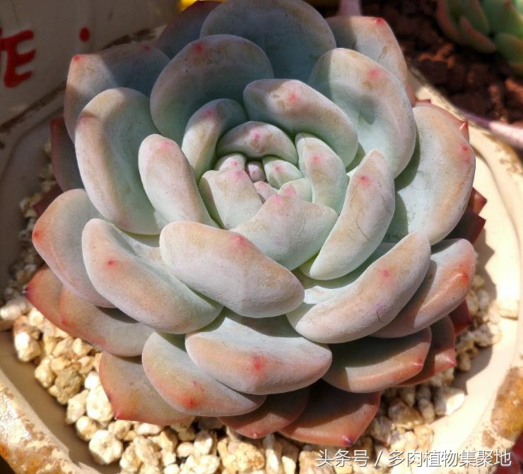 烟灰水浇花的关注事项,用烟头泡水能防治病虫害吗