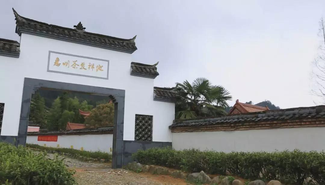 正宗金奖惠明茶,明前金奖惠明的贡茶