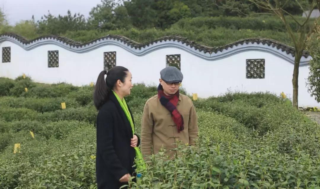 正宗金奖惠明茶,明前金奖惠明的贡茶