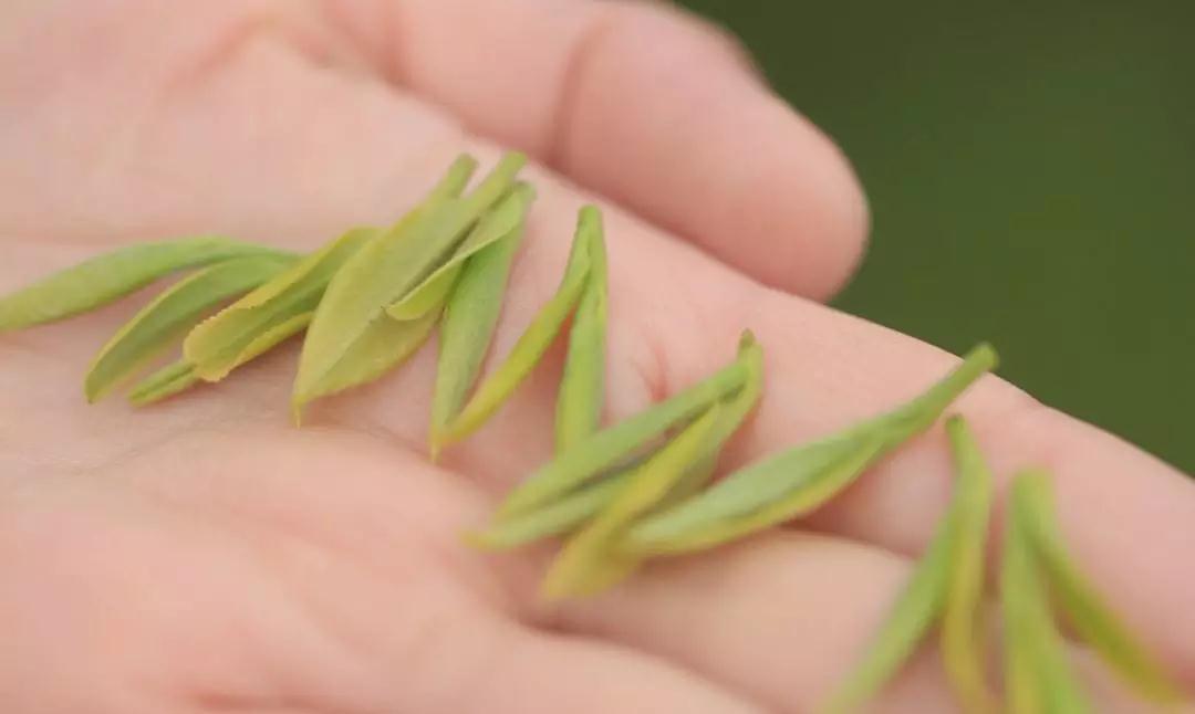 正宗金奖惠明茶,明前金奖惠明的贡茶