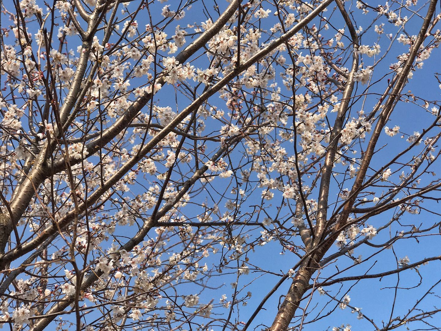 朝花三月樱满京城北京最大樱花园落户蓝调庄园