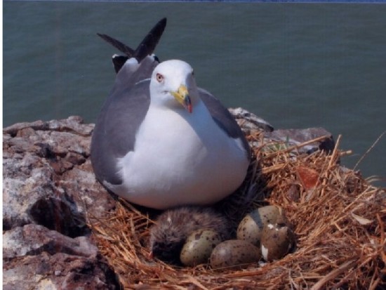 春季去哪里看鸟比较好？山东荣成海驴岛万鸟齐鸣，翱翔天际