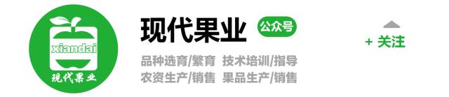 现代果业老师风雨中指导河北烟富8（神富一号）栽植户