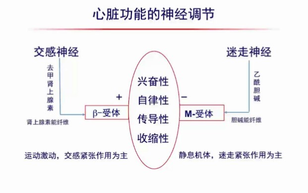心跳80左右高血压吃多少倍他乐克,低压高心率快倍他洛克