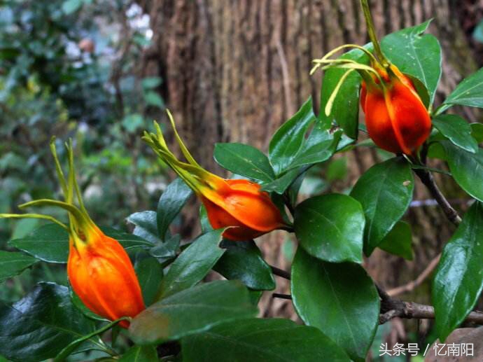 南阳唐河花,唐河县有什么花