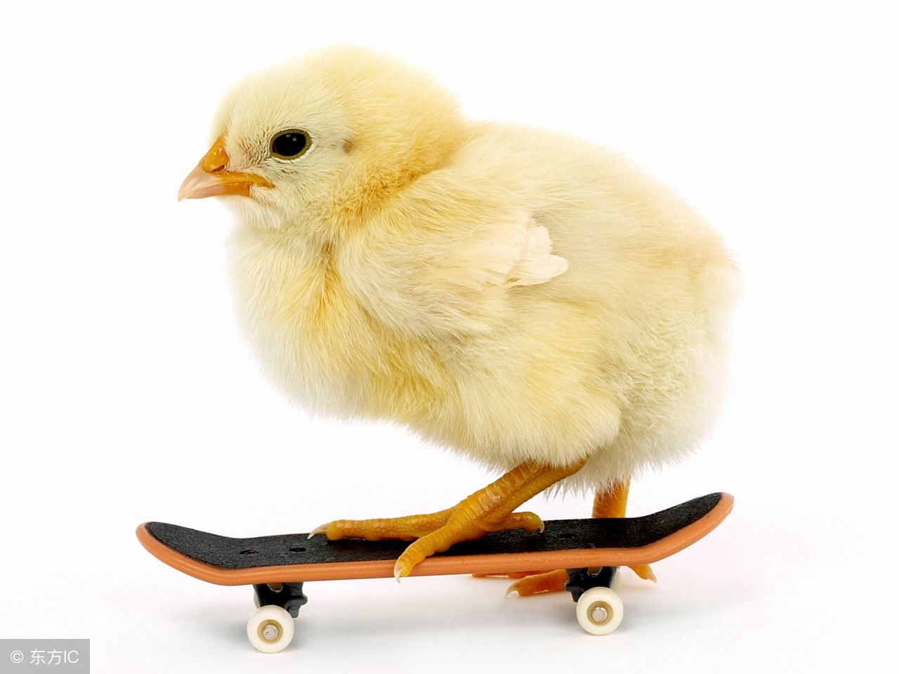 京东养鸡申请条件,京东合作养鸡最新政策