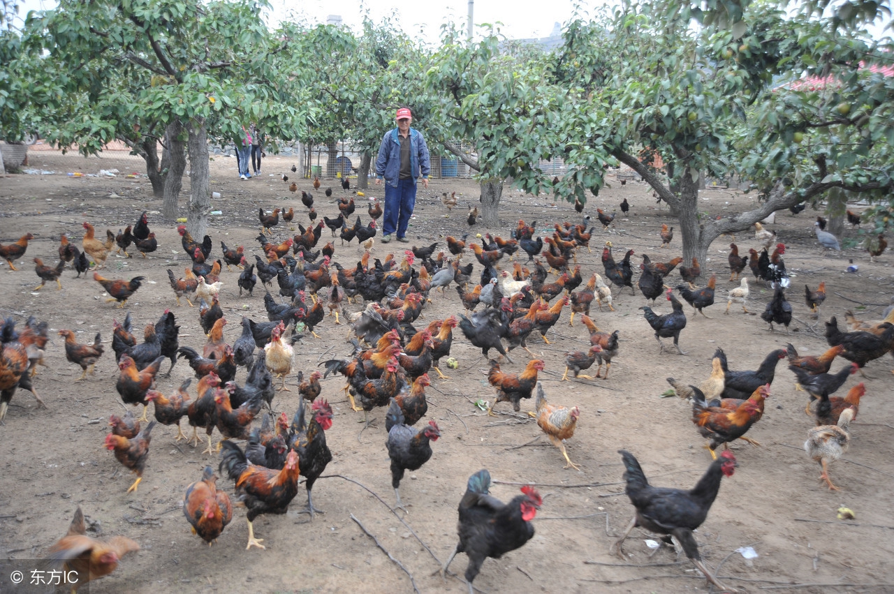 京东养鸡申请条件,京东合作养鸡最新政策