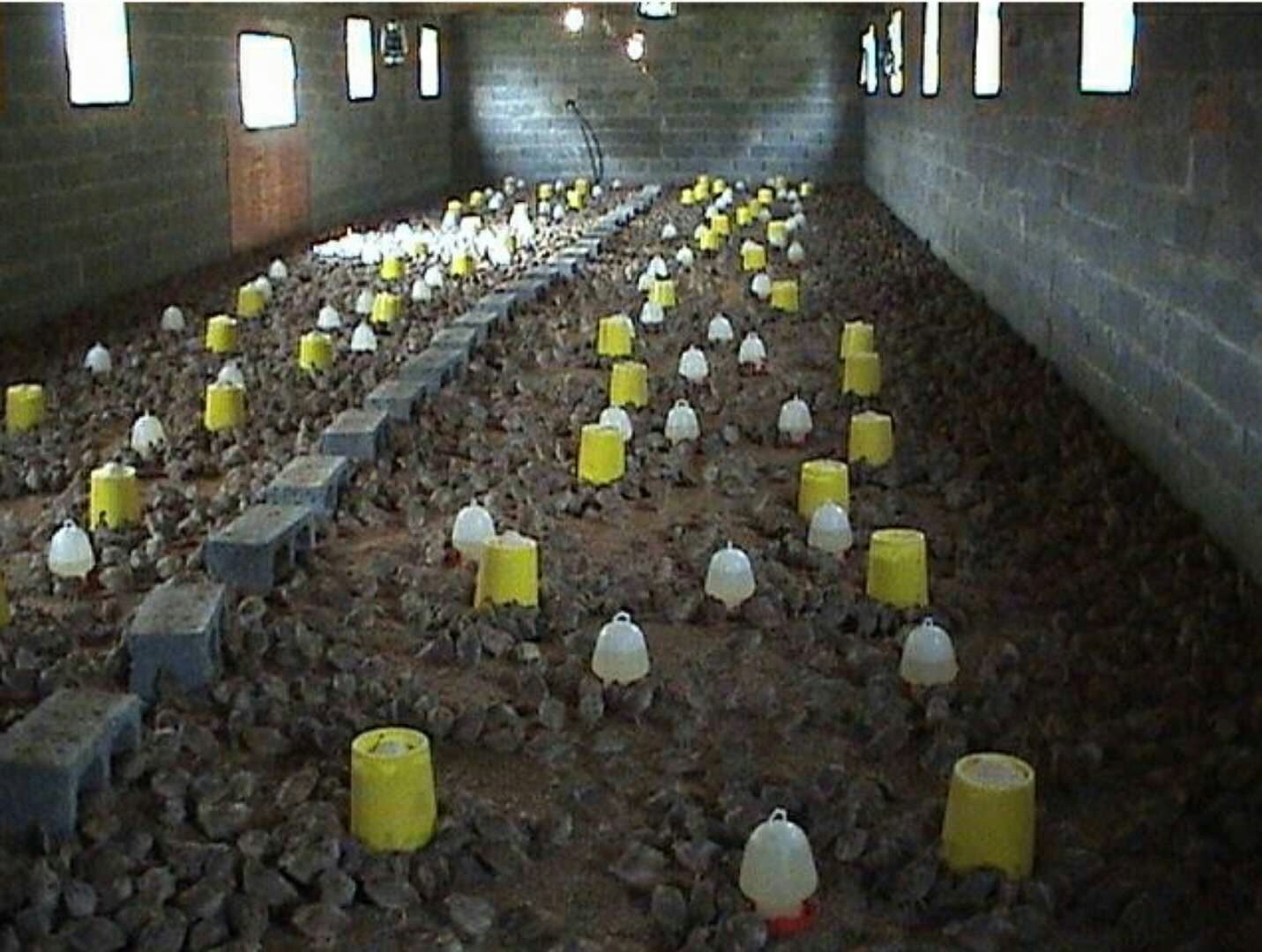 鹌鹑最近应该预防哪方面的病,鹌鹑常见病症资料书