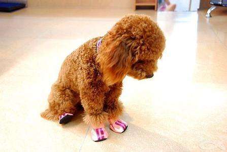 如何掌握狗狗的最佳配种时期！