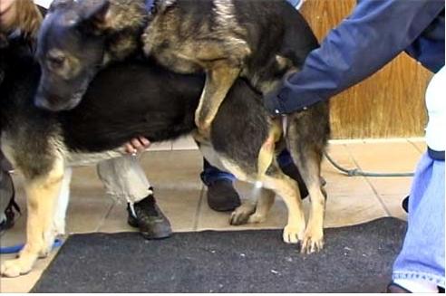 如何掌握狗狗的最佳配种时期！