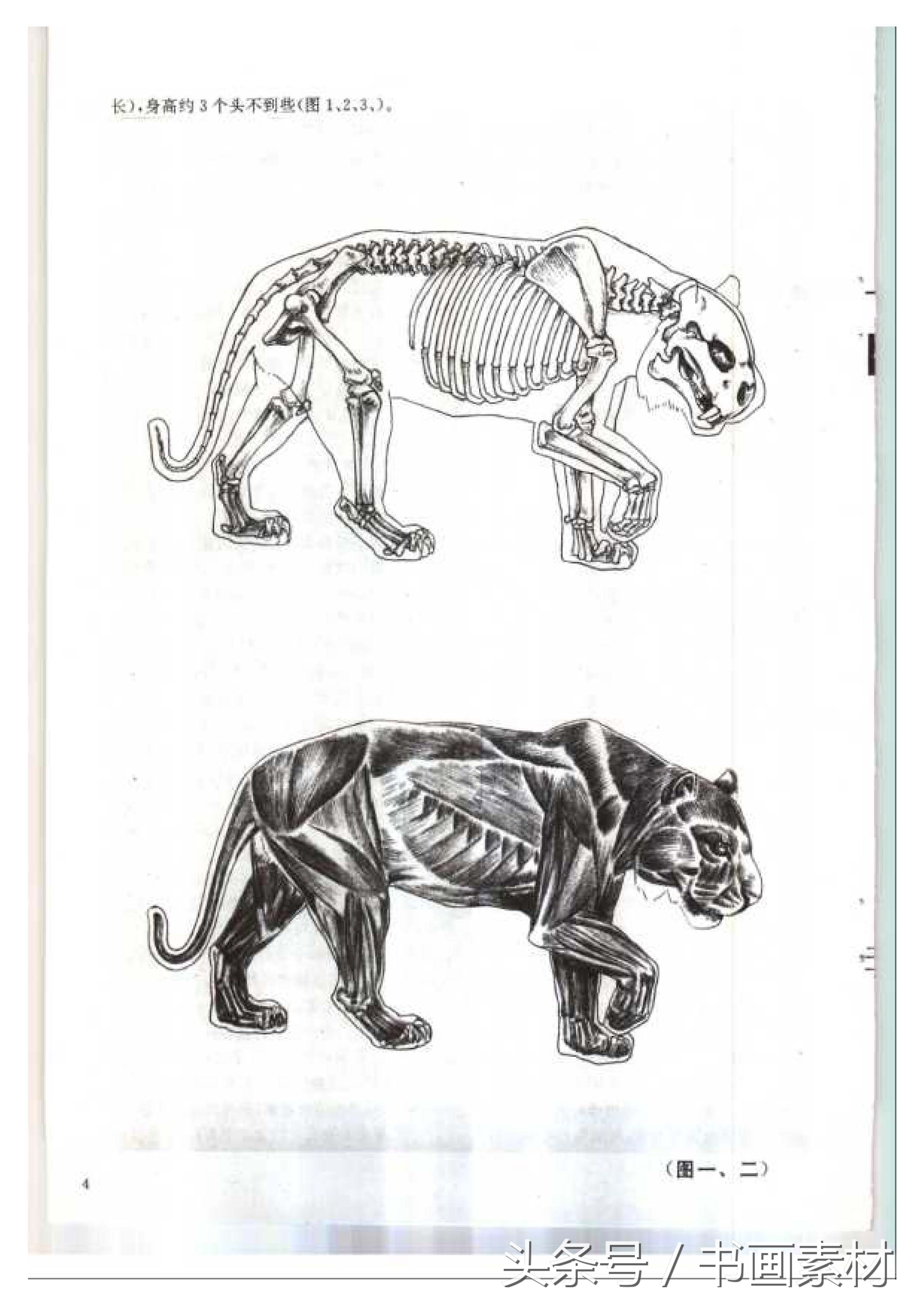 各大名家画虎方法教程,国画虎的绘画方法