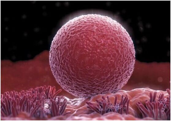 促排期间吃什么提高卵子质量,提高卵子质量的最佳方法