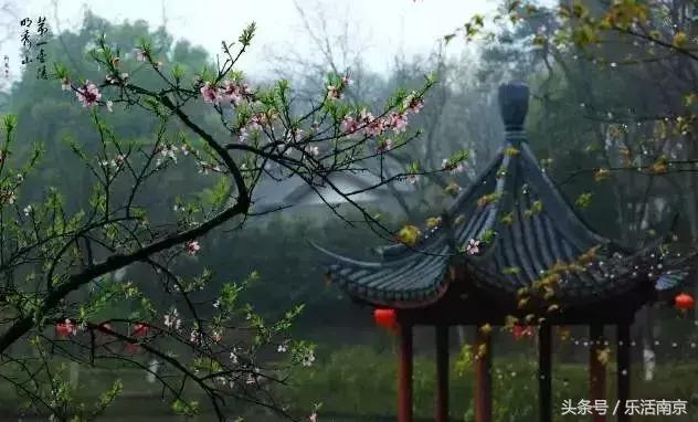 南京赏花季攻略,南京春季赏花时间