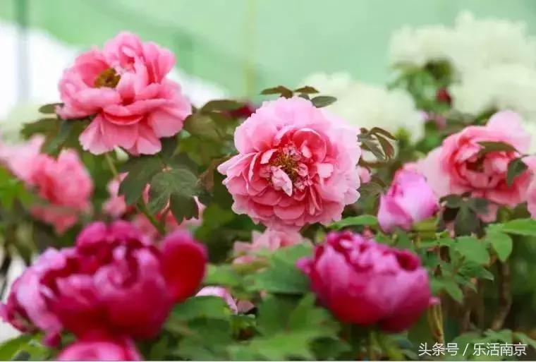 南京赏花季攻略,南京春季赏花时间