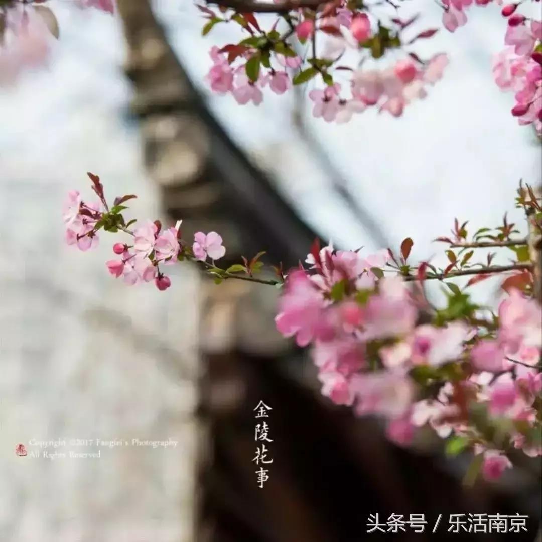 南京赏花季攻略,南京春季赏花时间