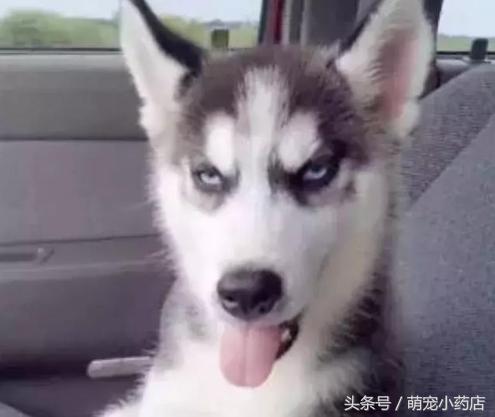 狗狗翻白眼看主人什么意思,狗狗翻白眼没精神怎么回事