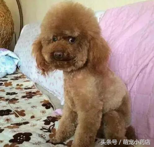 狗狗翻白眼看主人什么意思,狗狗翻白眼没精神怎么回事