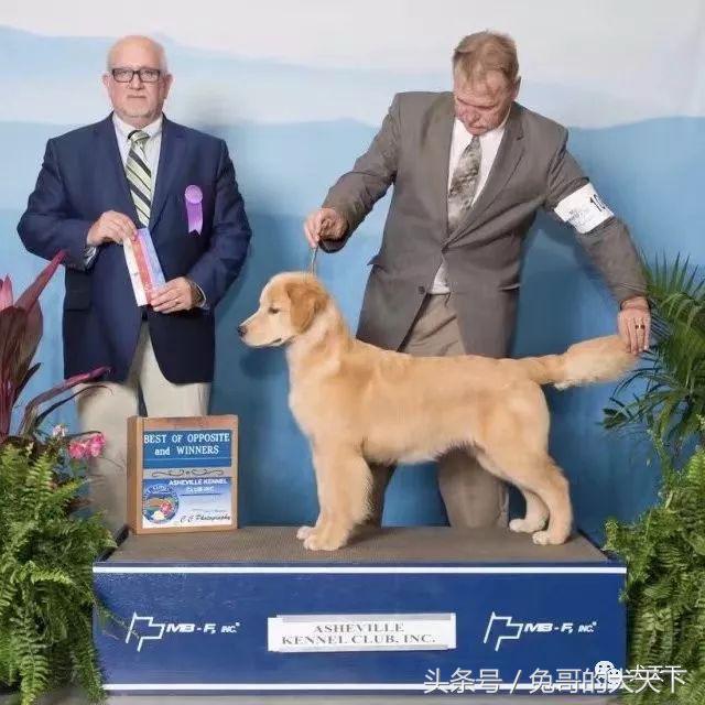 每日一王者——名门悍将Kai，优秀的传承！国内目前头衔最高金毛