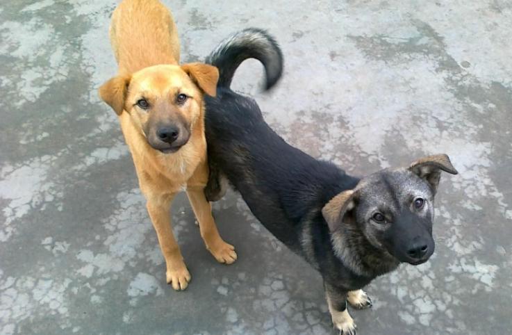 最受欢迎的狗狗十大排名,最受爱好的狗狗排名