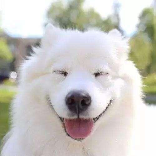 最受欢迎的狗狗十大排名,最受爱好的狗狗排名