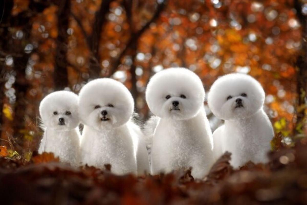 最受欢迎的狗狗十大排名,最受爱好的狗狗排名