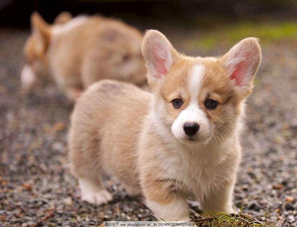 最受欢迎的狗狗十大排名,最受爱好的狗狗排名