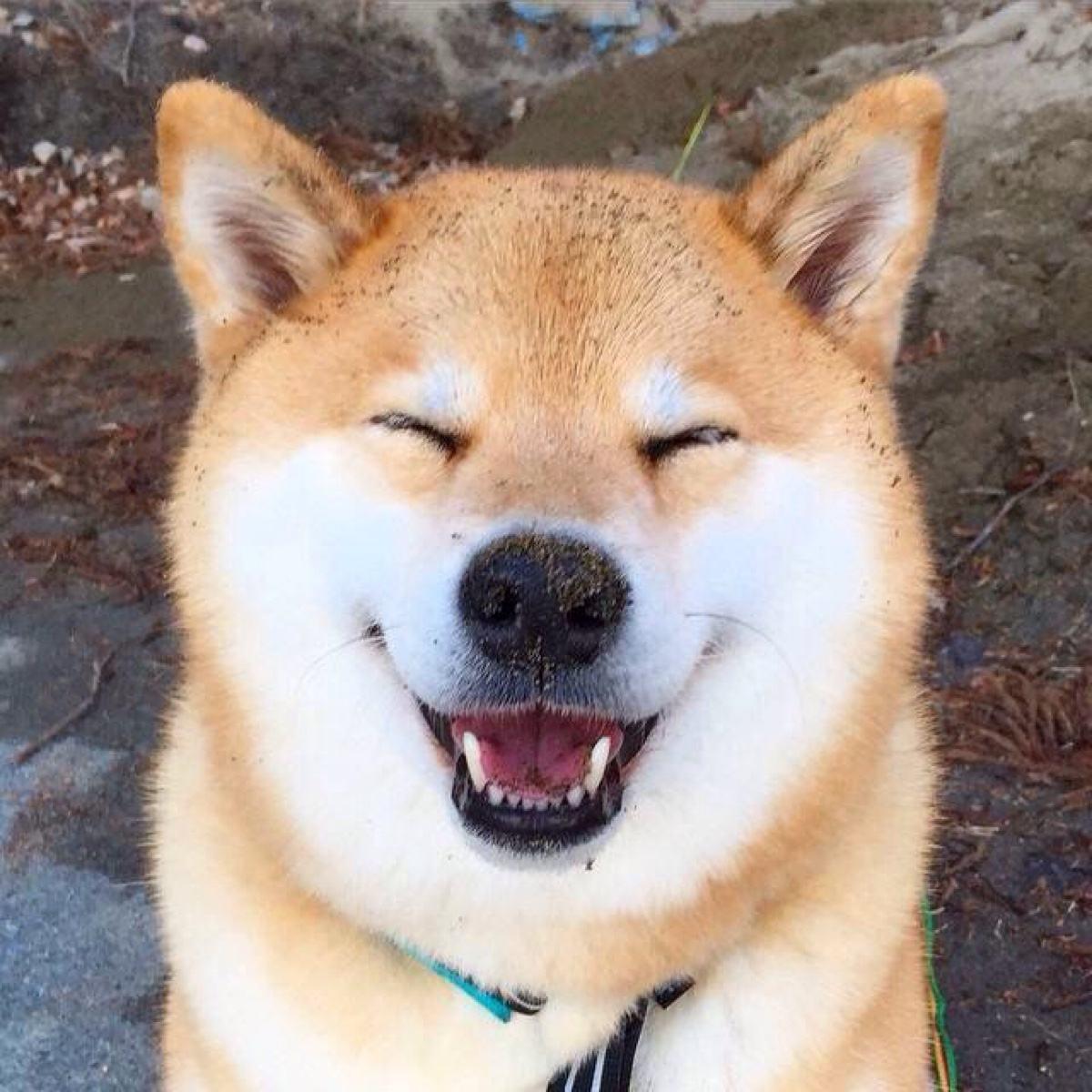 最受欢迎的狗狗十大排名,最受爱好的狗狗排名