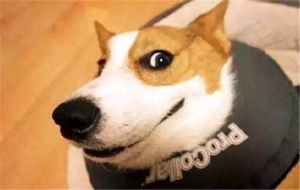 最受欢迎的狗狗十大排名,最受爱好的狗狗排名