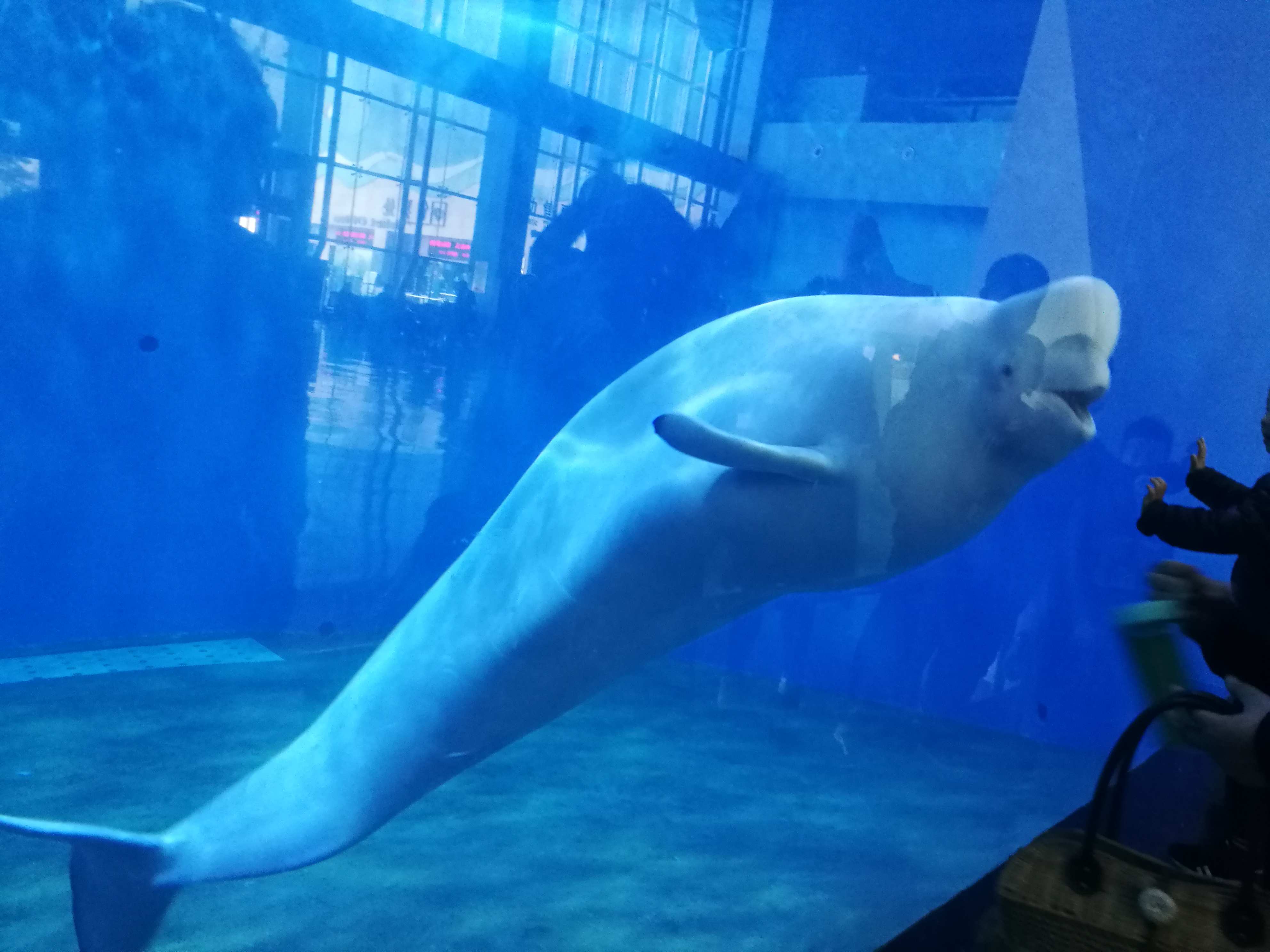 泉城海洋极地世界2018年,泉城海洋极地世界儿童的收费标准