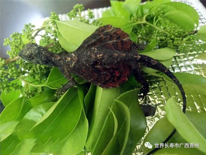 长着龙角的蜥蜴,长着翅膀的蜥蜴