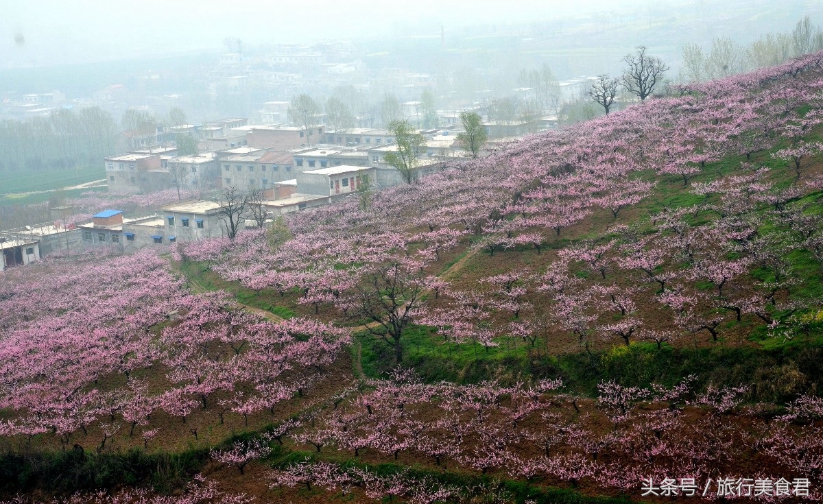 西安十大赏花地,西安雁塔3月赏花地方推荐