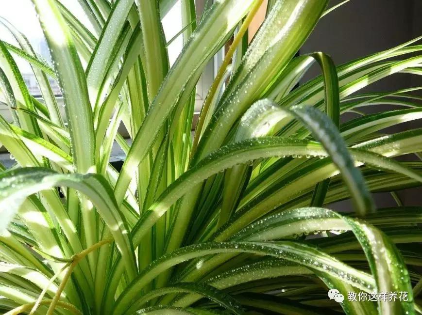 洋葱水可以浇君子兰吊兰绿萝吗,绿萝君子兰怎么养才能长得快